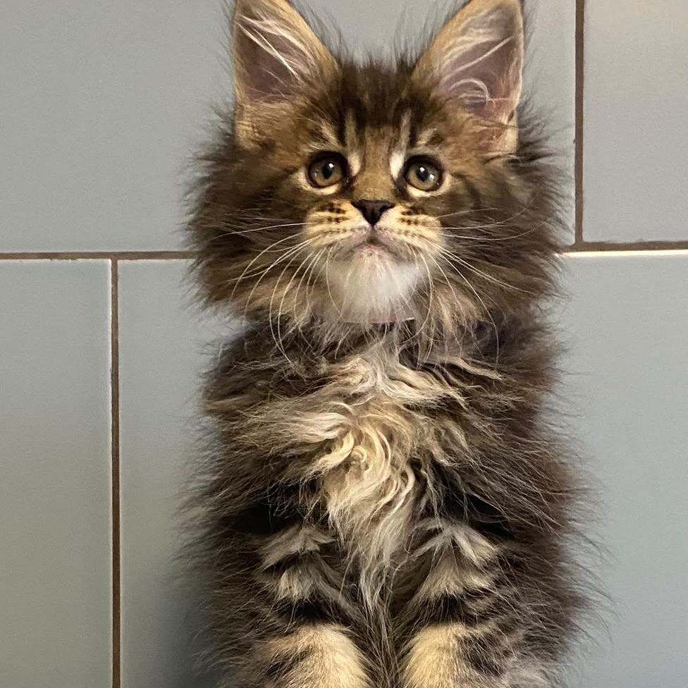 Capaeira Maine Coon polydactyl 6x6x5x6 female, black tabby