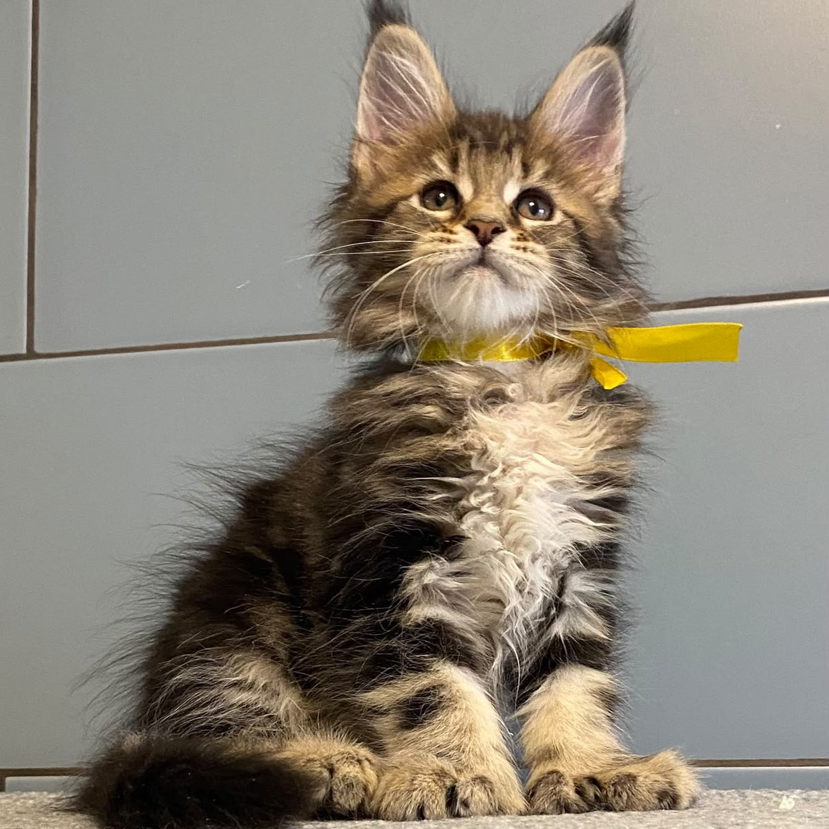 Castle Maine Coon polydactyl 5x6x5x5 female, black tabby