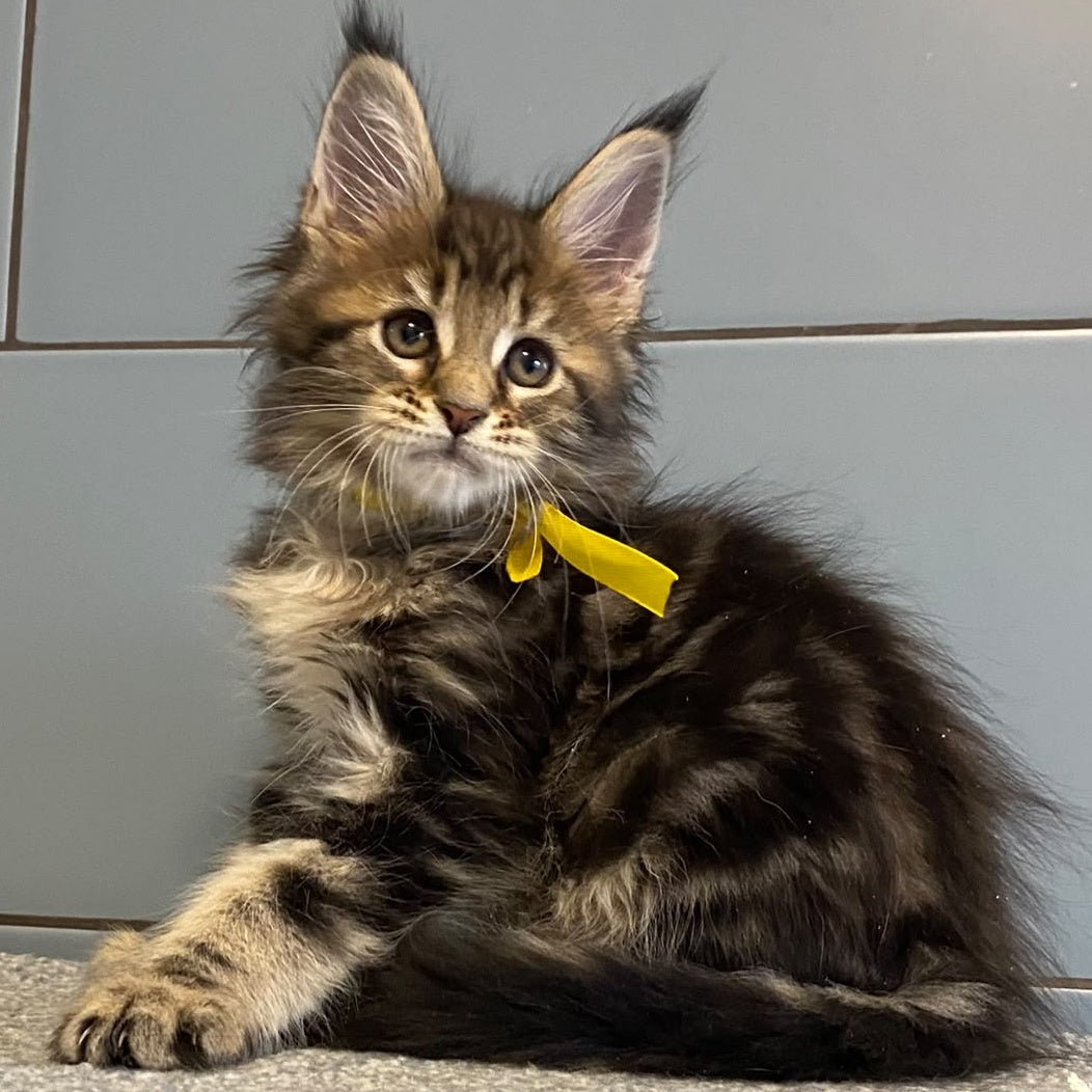 Castle Maine Coon polydactyl 5x6x5x5 female, black tabby