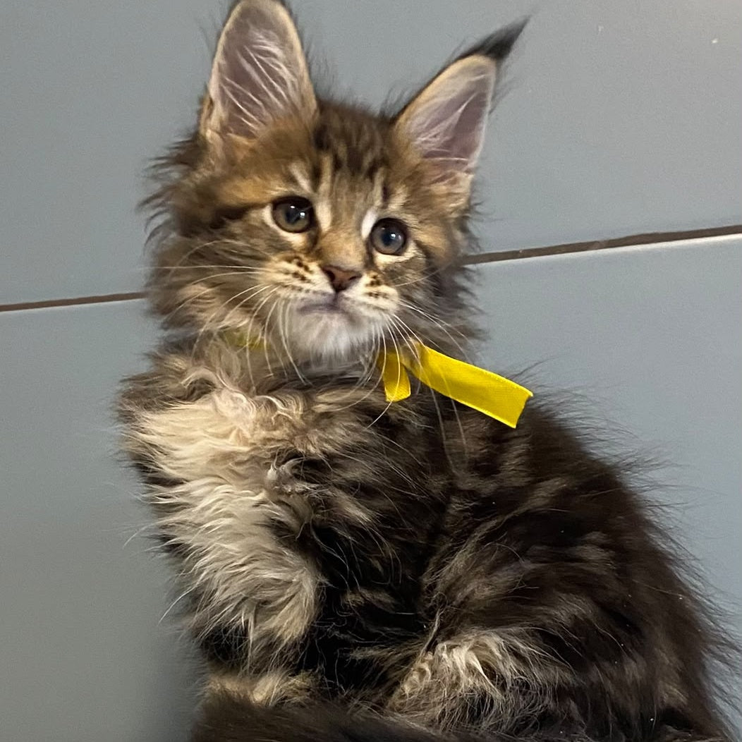 Castle Maine Coon polydactyl 5x6x5x5 female, black tabby