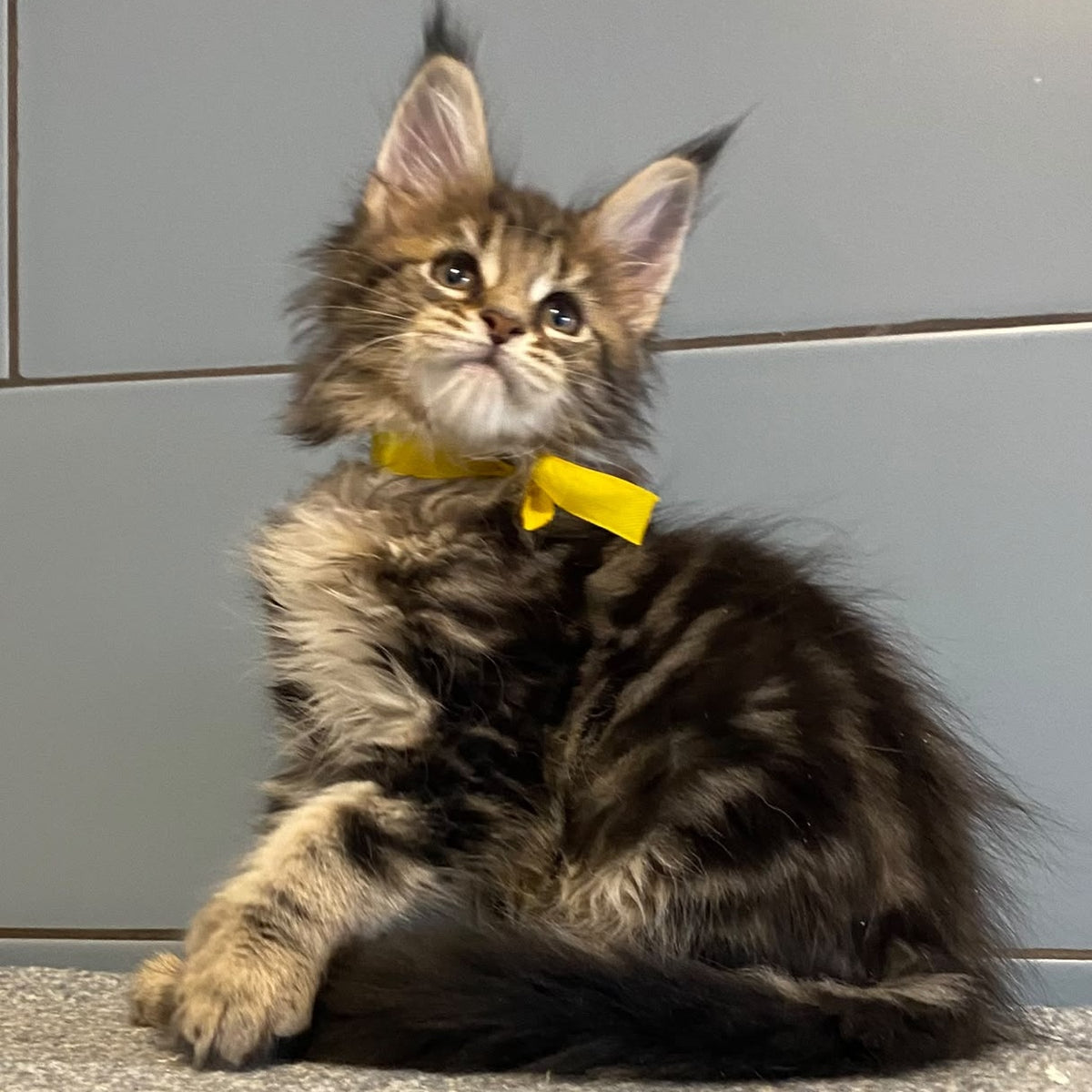 Castle Maine Coon polydactyl 5x6x5x5 female, black tabby