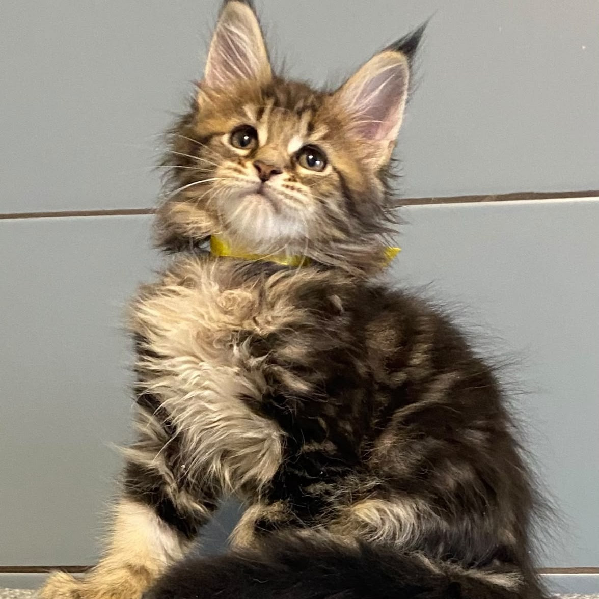 Castle Maine Coon polydactyl 5x6x5x5 female, black tabby
