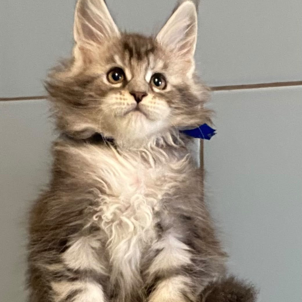 Cambridge Maine Coon male, black silver tabby