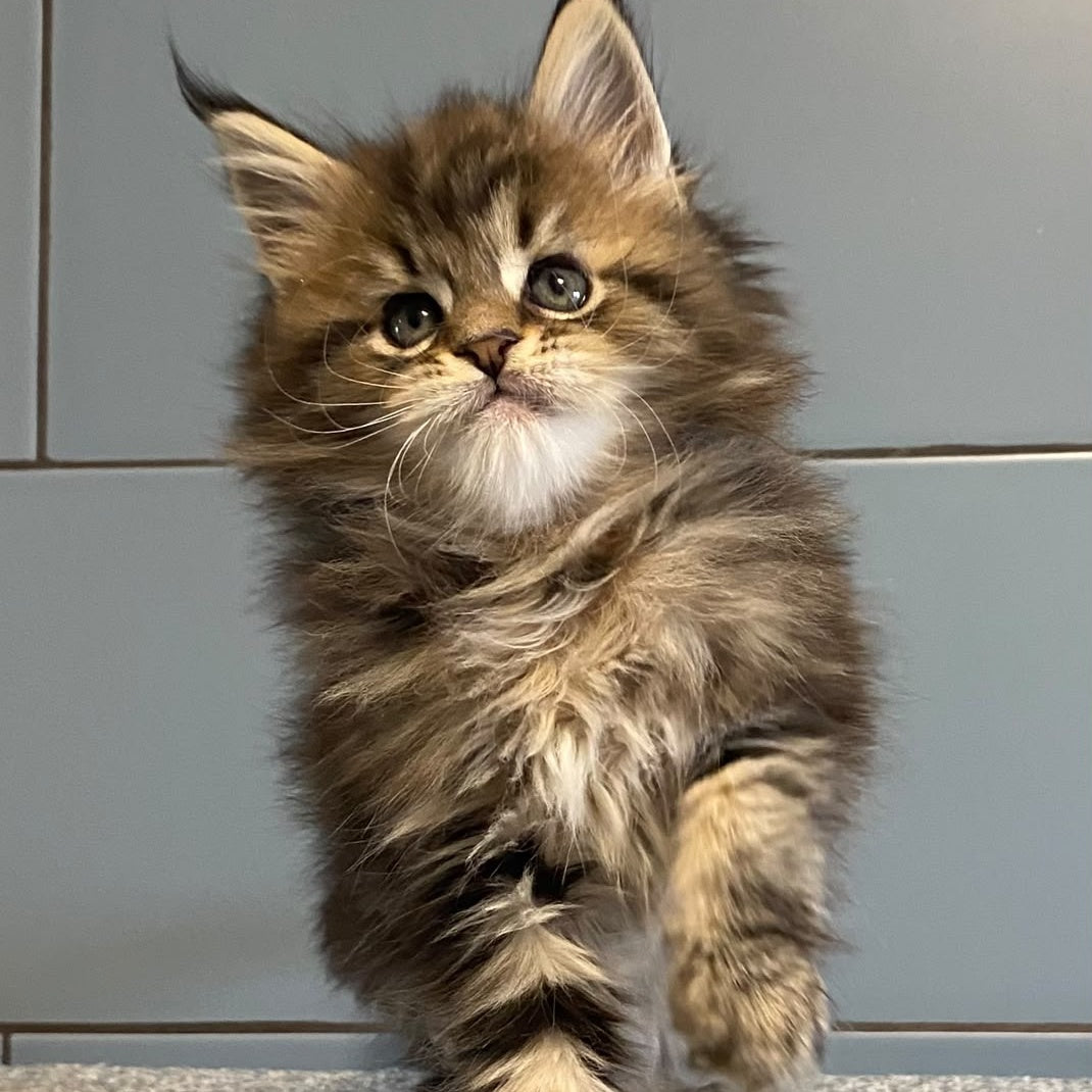 Derbent Midnight Maine Coon male, black tabby