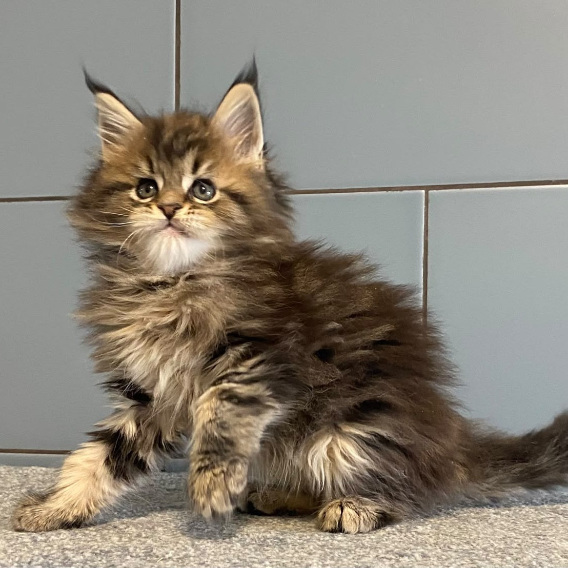 Derbent Midnight Maine Coon male, black tabby
