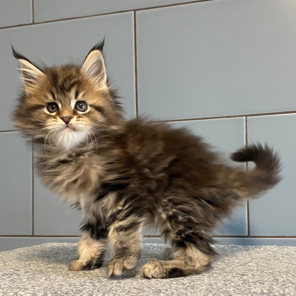 Derbent Midnight Maine Coon male, black tabby