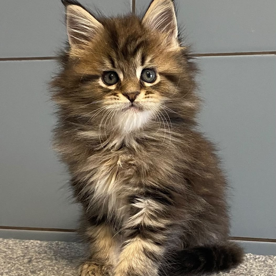 Derbent Midnight Maine Coon male, black tabby