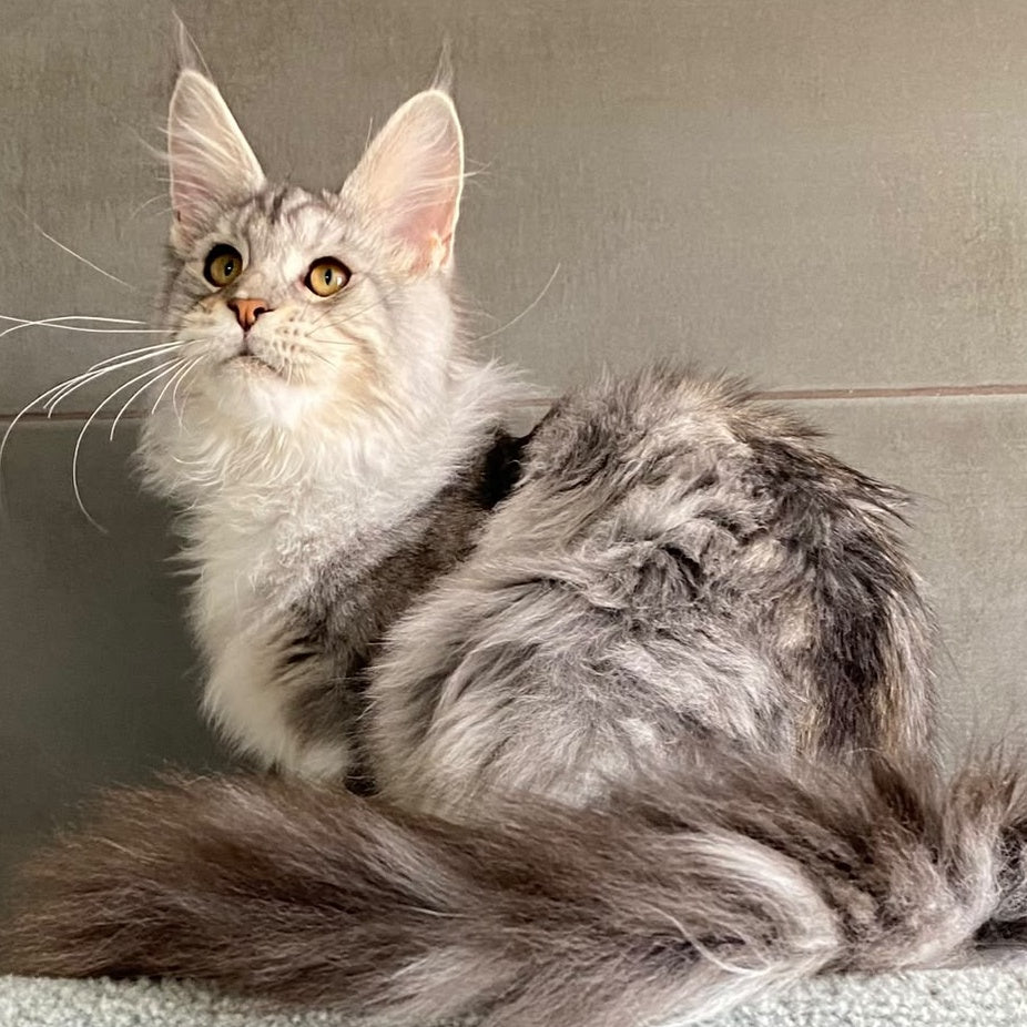 Talinis Maine Coon male, black silver tabby
