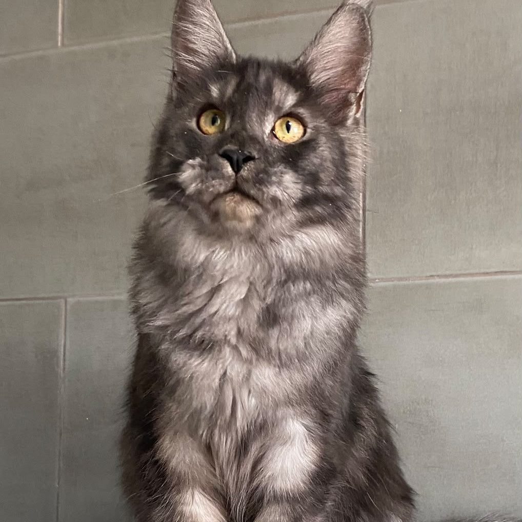 Ural Maine Coon male, black silver