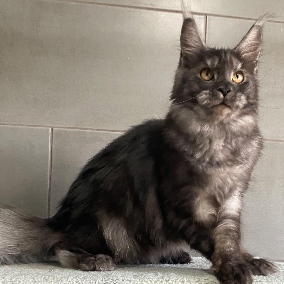 Ural Maine Coon male, black silver