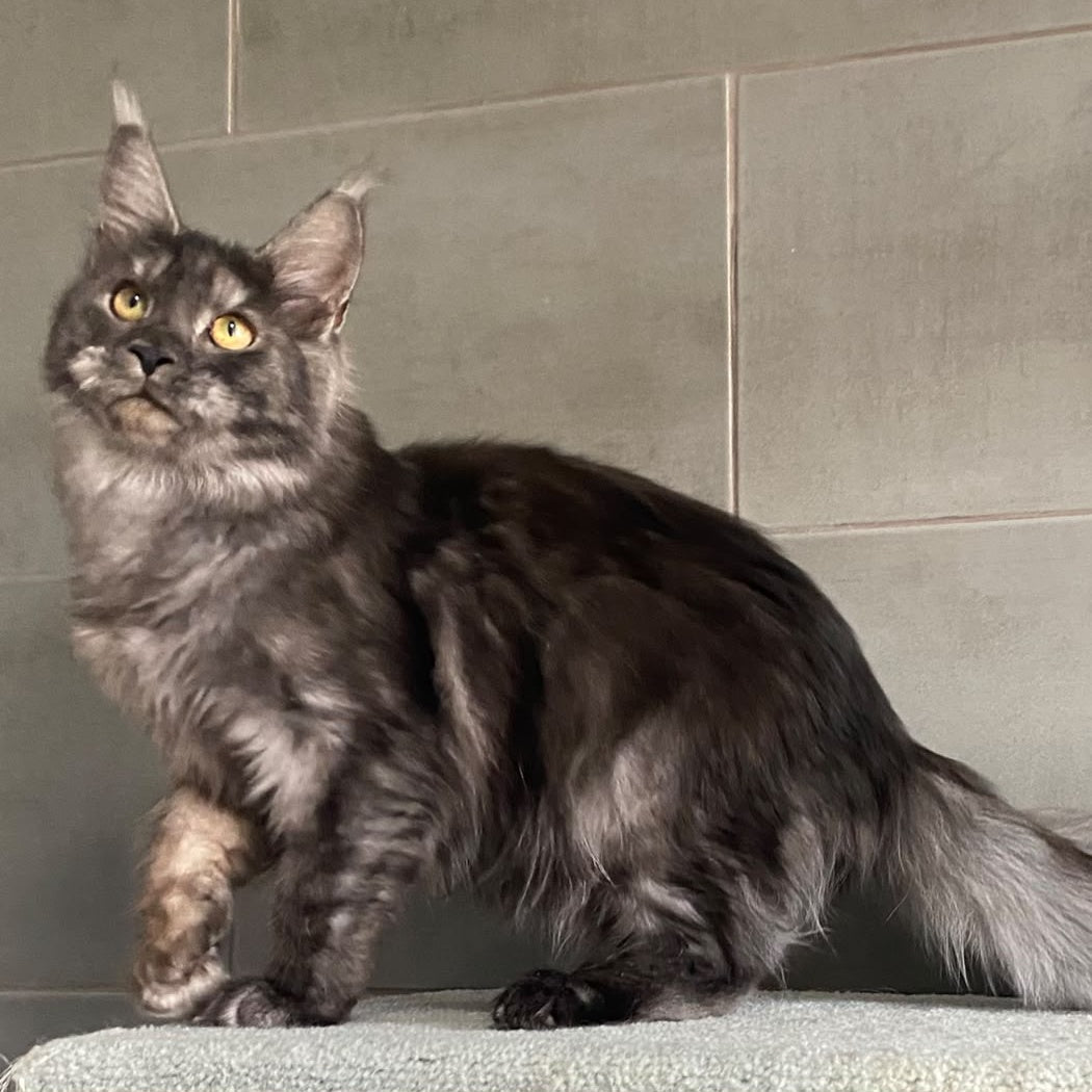 Ural Maine Coon male, black silver