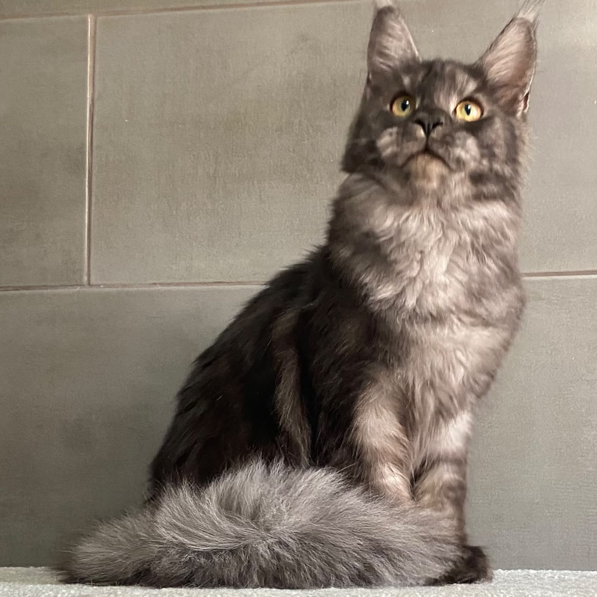 Ural Maine Coon male, black silver