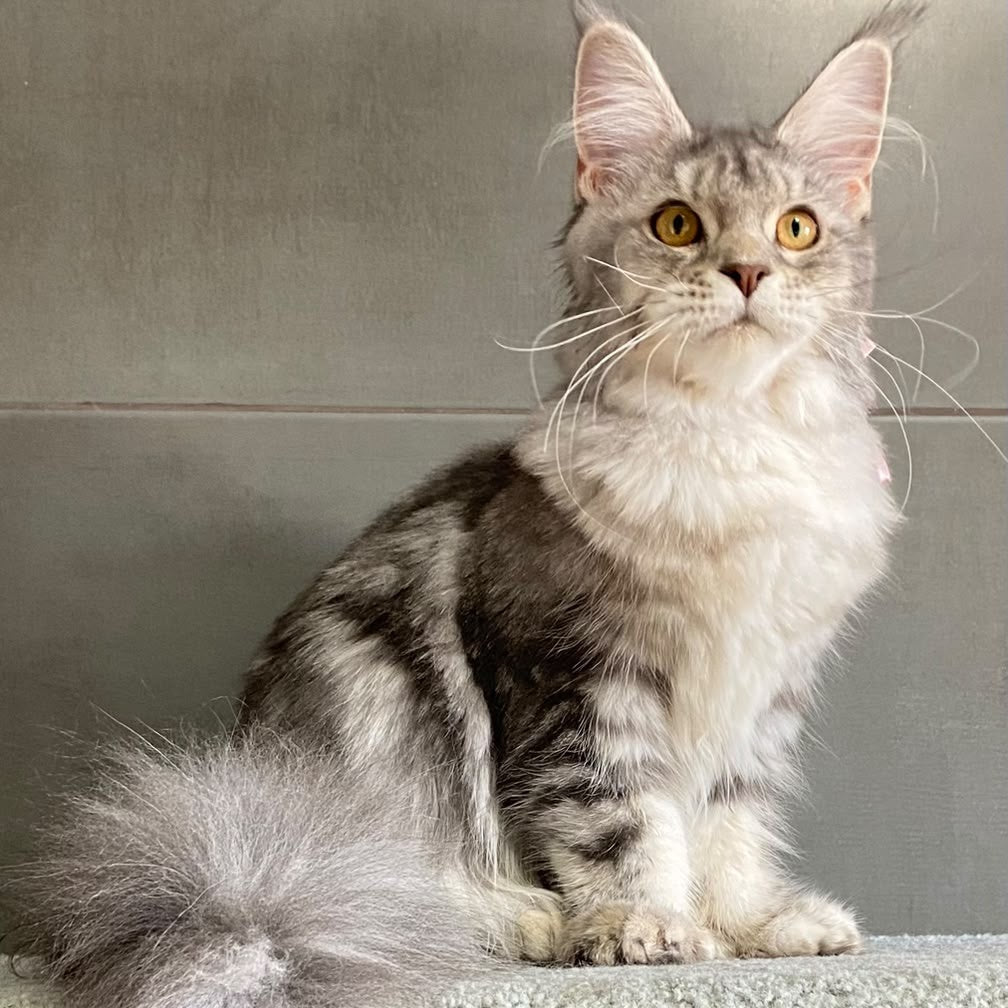 Tartu Maine Coon polydactyl 6x6x6x6 female, blue silver tabby