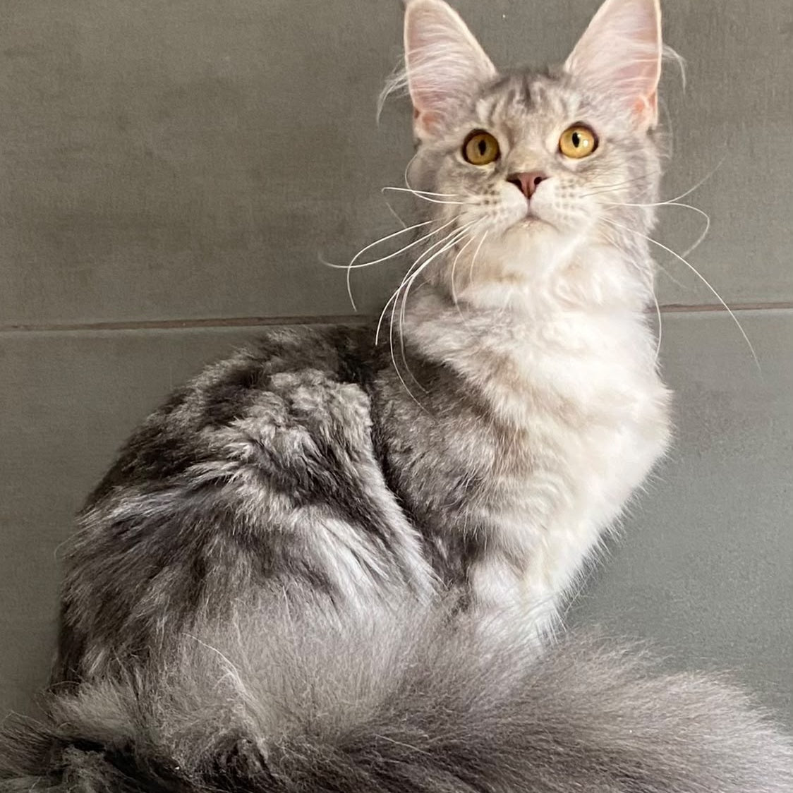 Tartu Maine Coon polydactyl 6x6x6x6 female, blue silver tabby