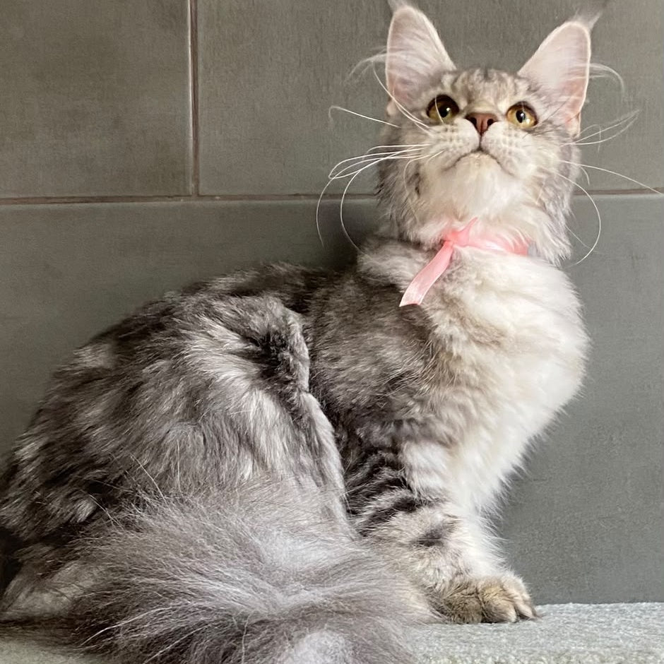 Tartu Maine Coon polydactyl 6x6x6x6 female, blue silver tabby