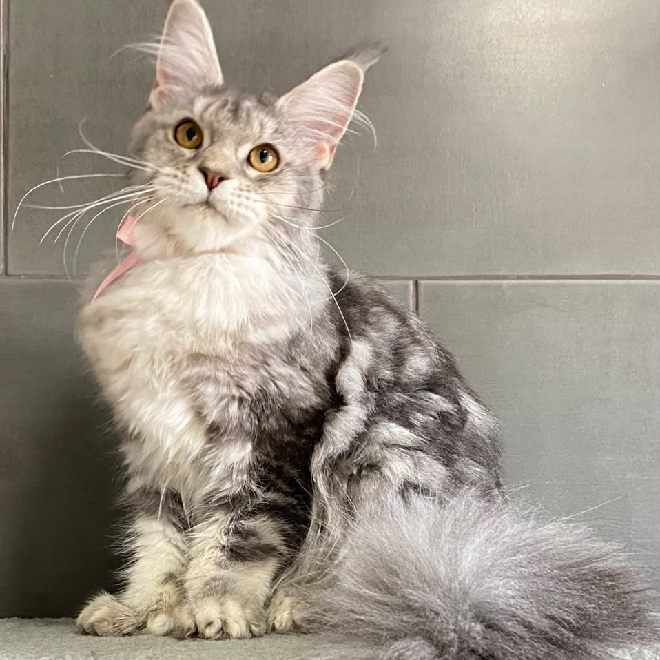 Tartu Maine Coon polydactyl 6x6x6x6 female, blue silver tabby