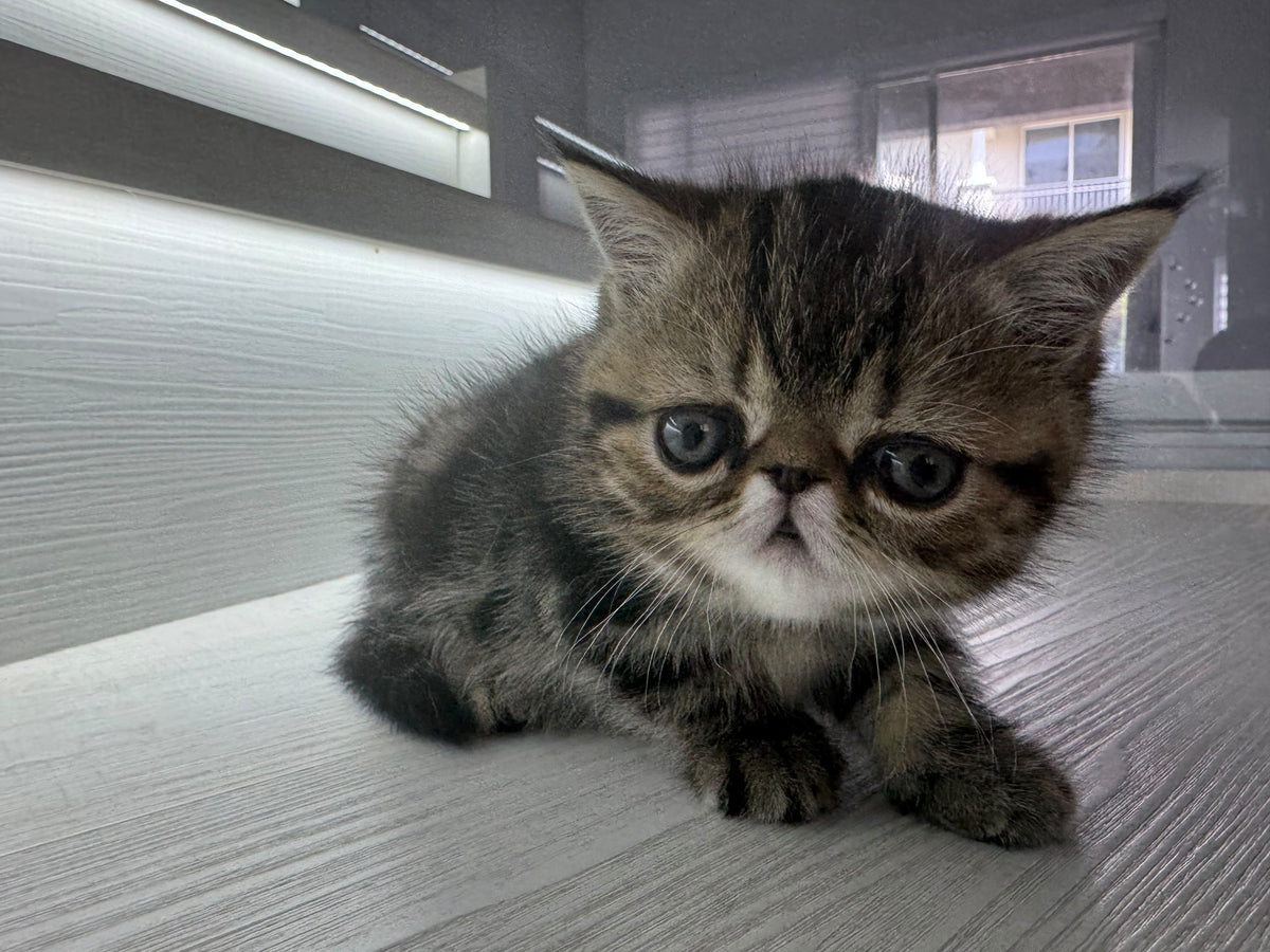 Tiger Exotic male, brown tabby