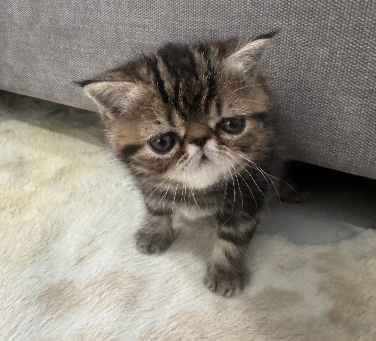 Tiger Exotic male, brown tabby