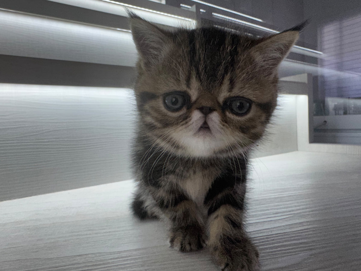 Tiger Exotic male, brown tabby