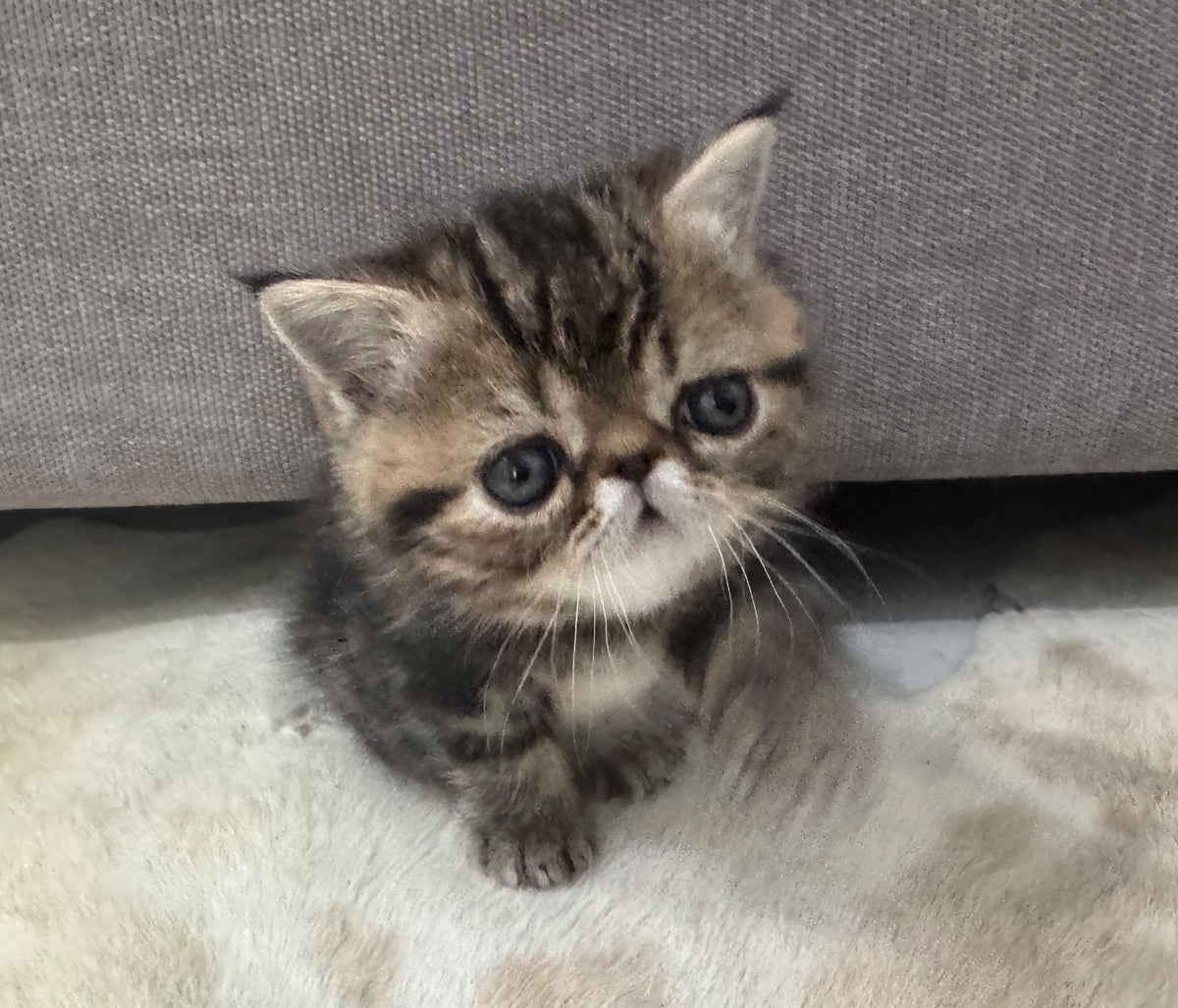 Tiger Exotic male, brown tabby