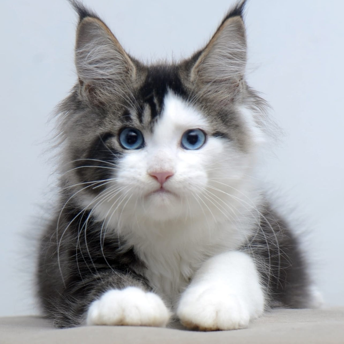 Vanessa Maine Coon female, black tabby bicolour