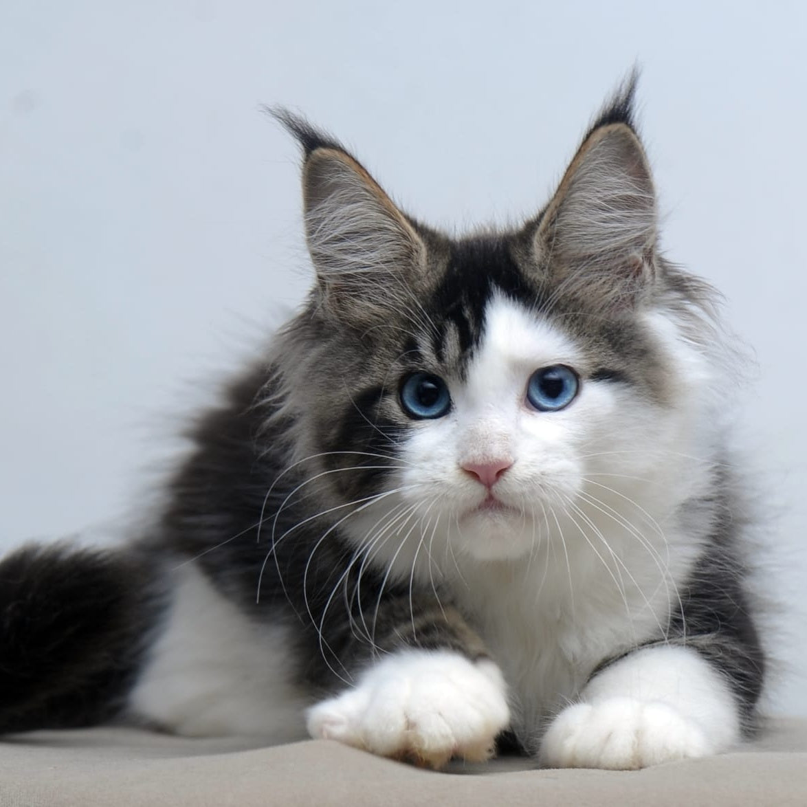 Vanessa Maine Coon female, black tabby bicolour