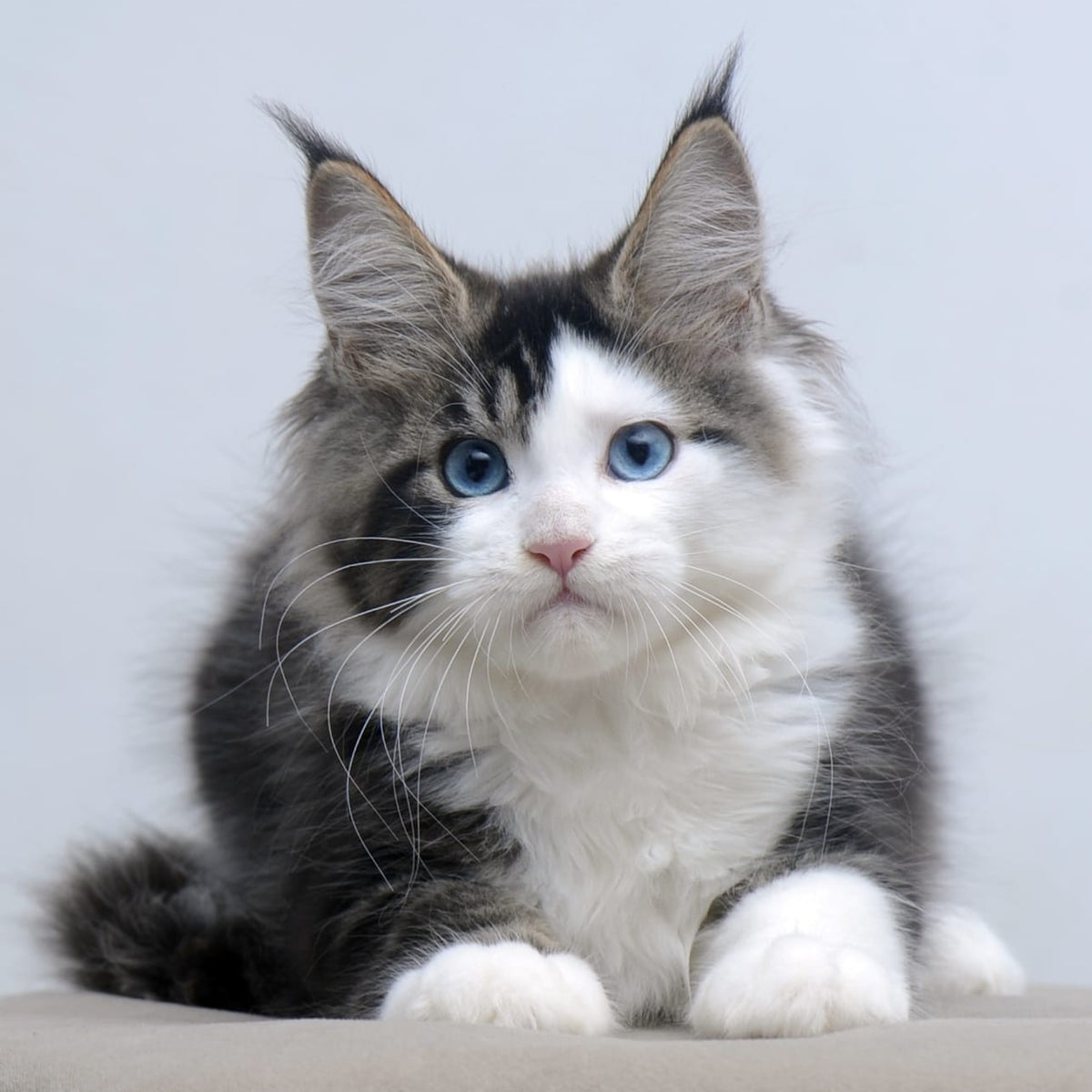 Vanessa Maine Coon female, black tabby bicolour