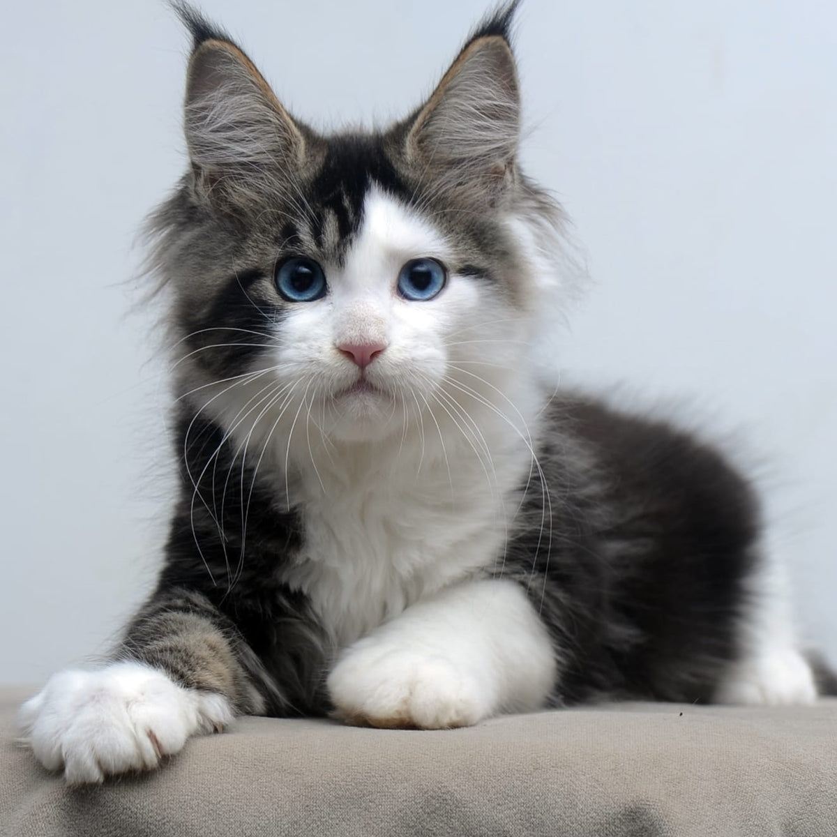 Vanessa Maine Coon female, black tabby bicolour