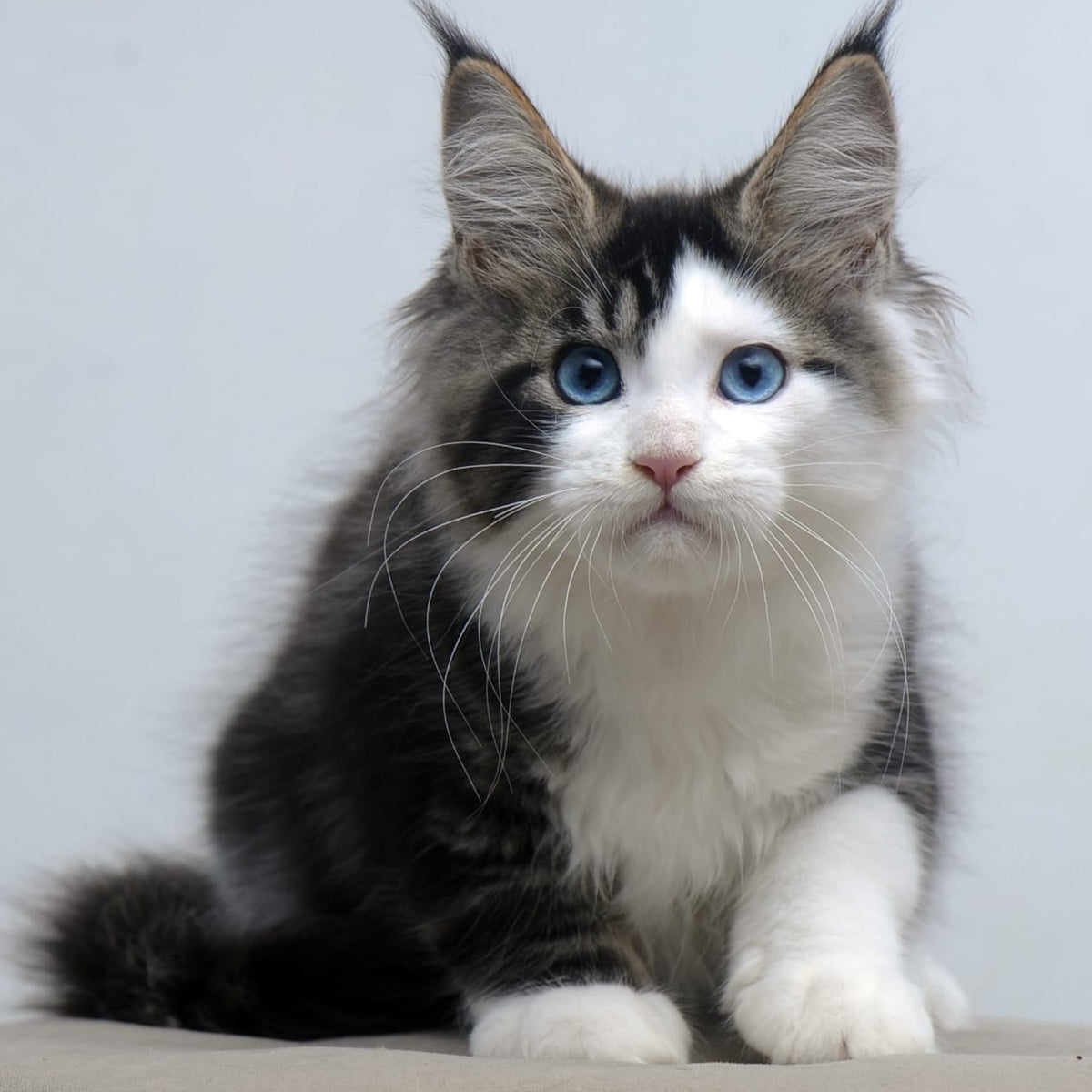 Vanessa Maine Coon female, black tabby bicolour
