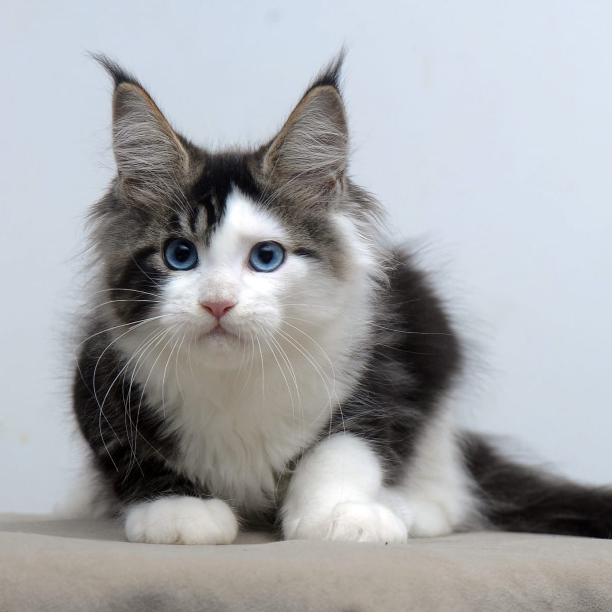 Vanessa Maine Coon female, black tabby bicolour