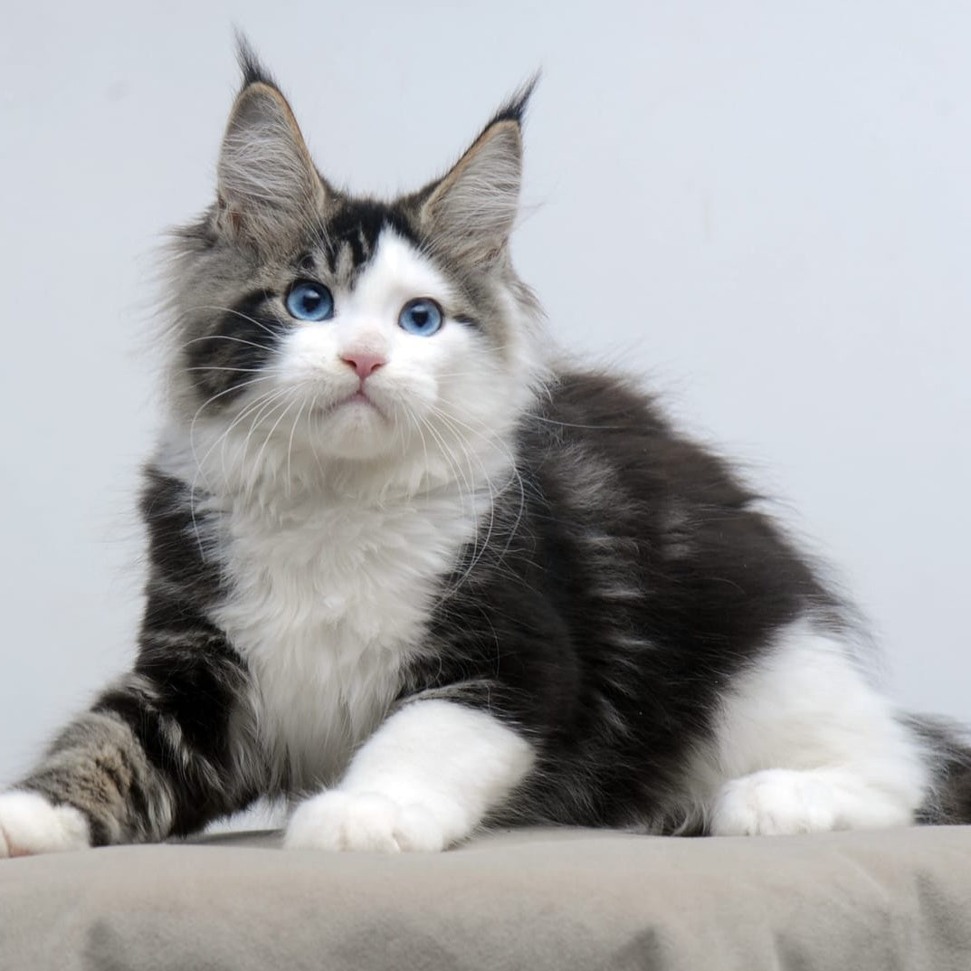 Vanessa Maine Coon female, black tabby bicolour