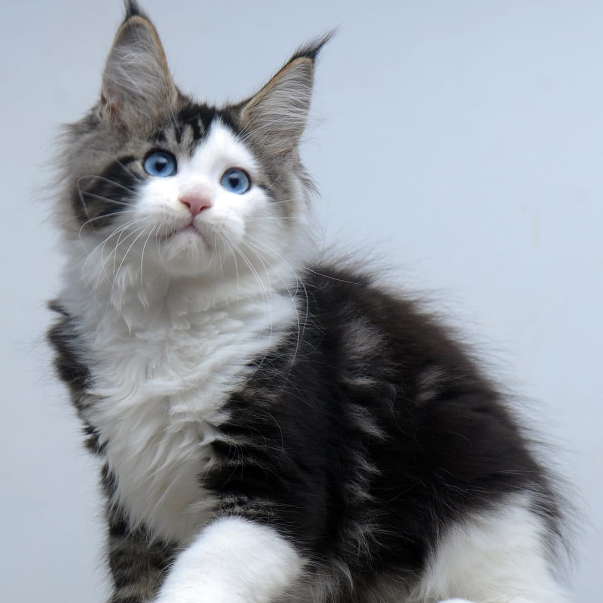 Vanessa Maine Coon female, black tabby bicolour