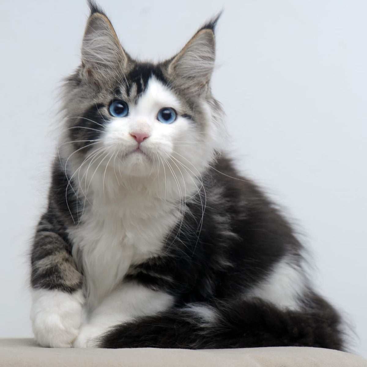 Vanessa Maine Coon female, black tabby bicolour