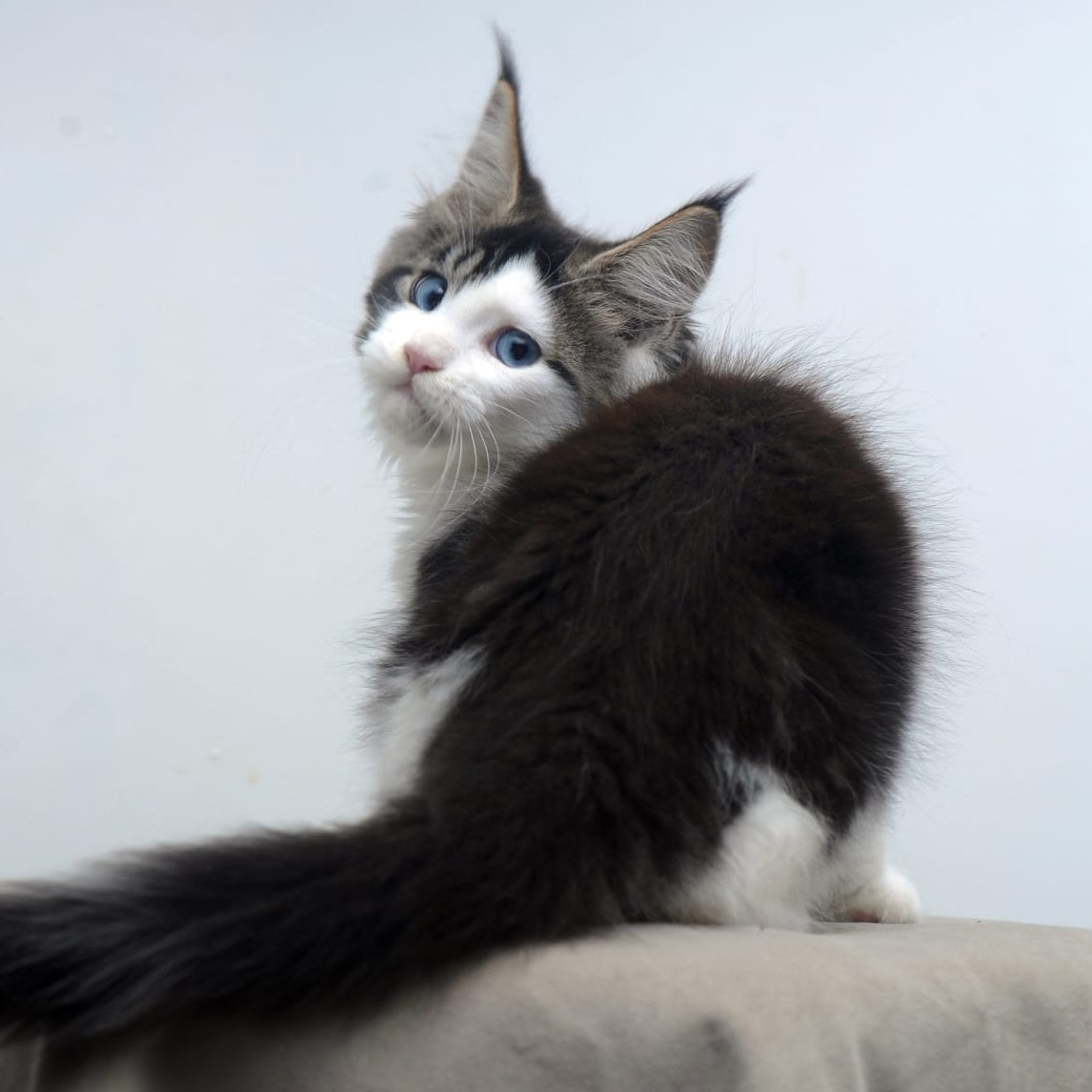 Vanessa Maine Coon female, black tabby bicolour