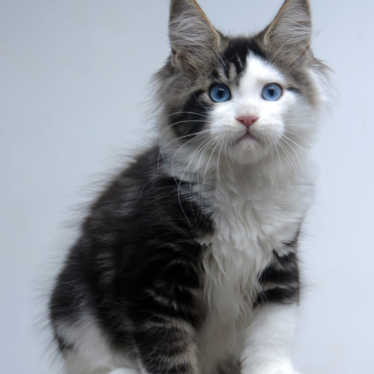 Vanessa Maine Coon female, black tabby bicolour