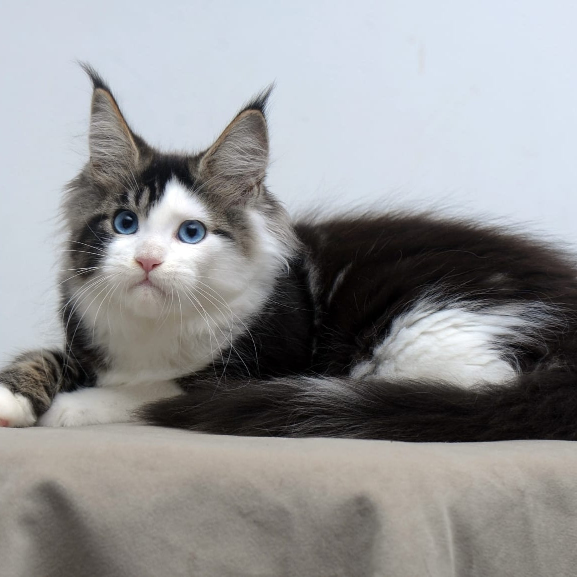 Vanessa Maine Coon female, black tabby bicolour