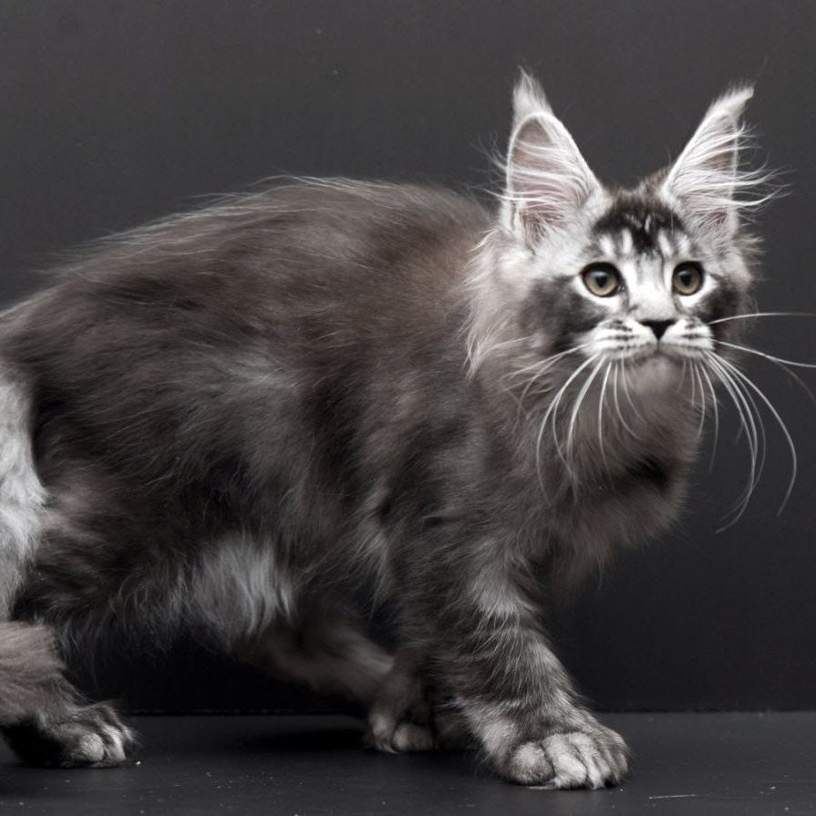 Kiara Maine Coon polydactyl 6x6x6x6 female, black silver ticked tabby