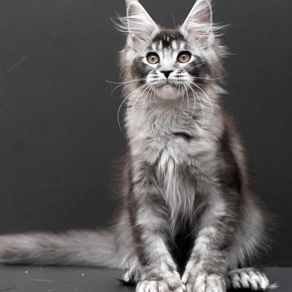 Kiara Maine Coon polydactyl 6x6x6x6 female, black silver ticked tabby