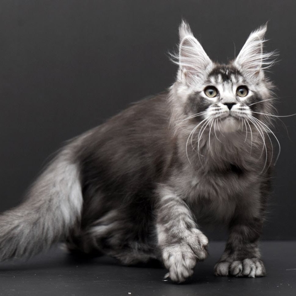 Kiara Maine Coon polydactyl 6x6x6x6 female, black silver ticked tabby