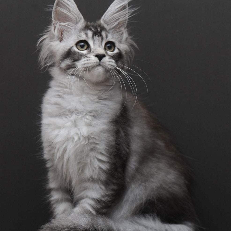 Kalila Maine Coon polydactyl 6x6x6x6 female, black silver ticked tabby