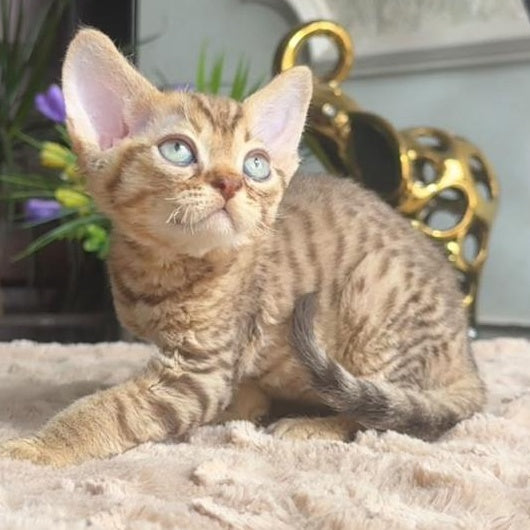 Osvald Devon Rex male, black tabby