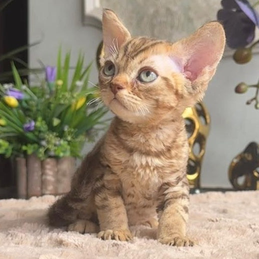 Osvald Devon Rex male, black tabby