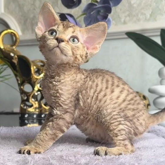 Orion Devon Rex male, black tabby