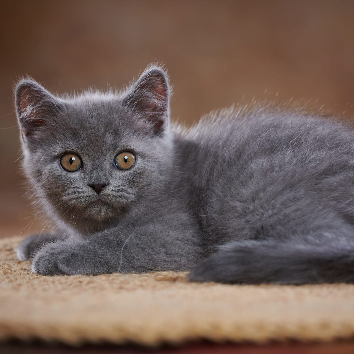 Yorick Scottish Straight male, blue