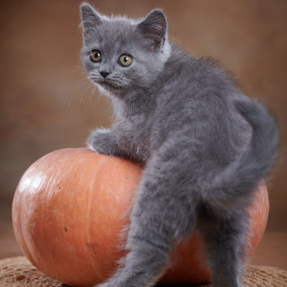 Yorick Scottish Straight male, blue
