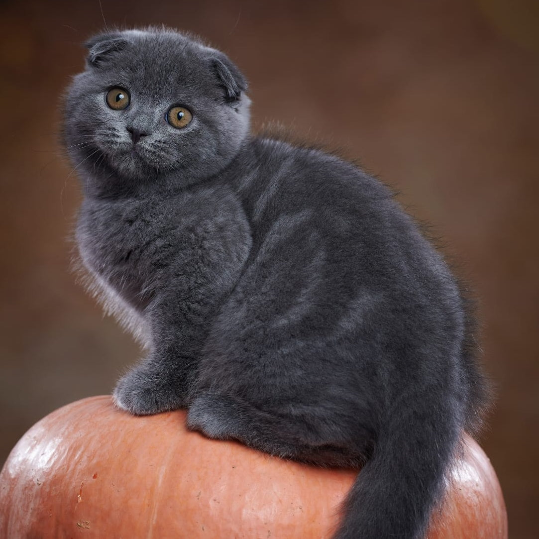Yosef Scottish Fold male, blue