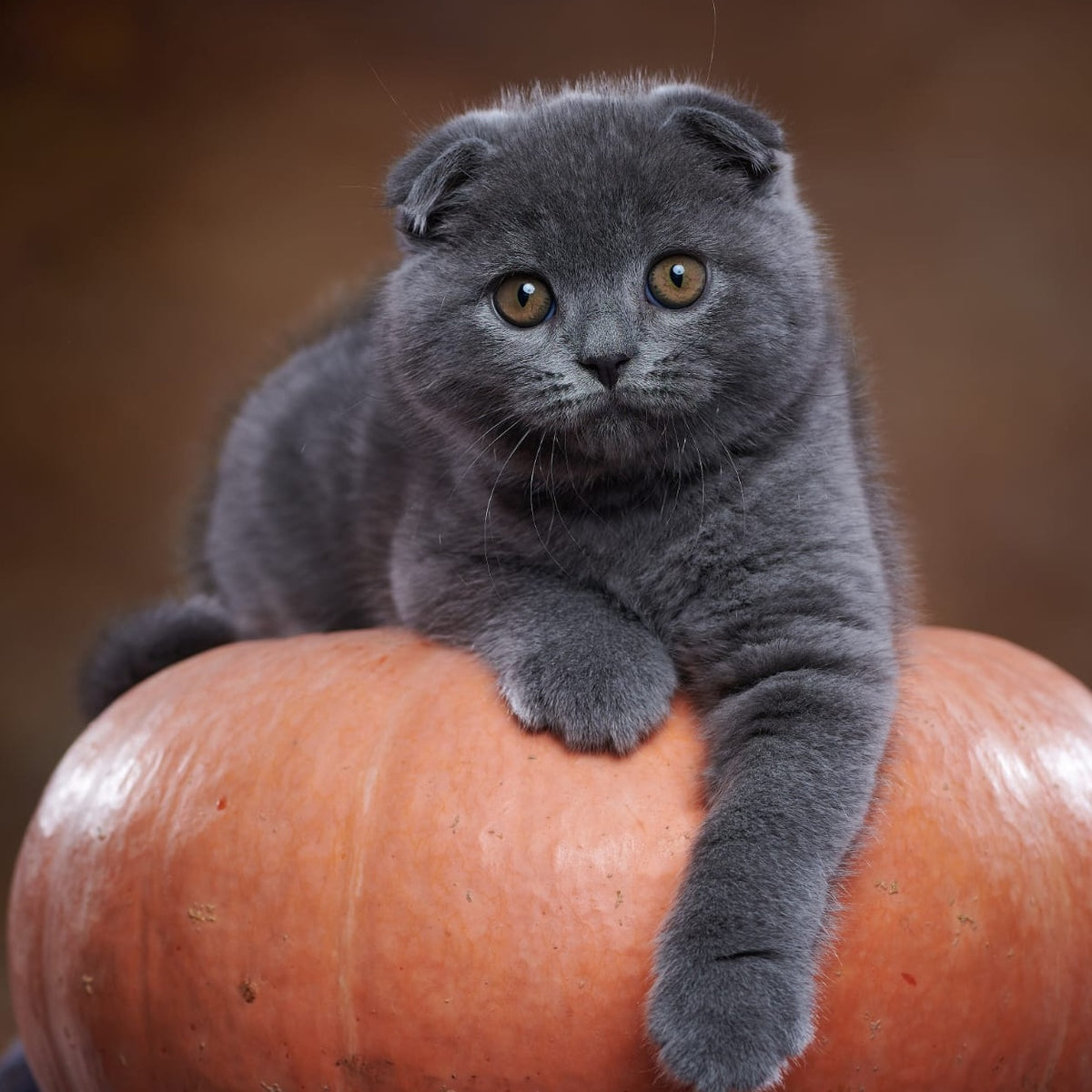 Yosef Scottish Fold male, blue