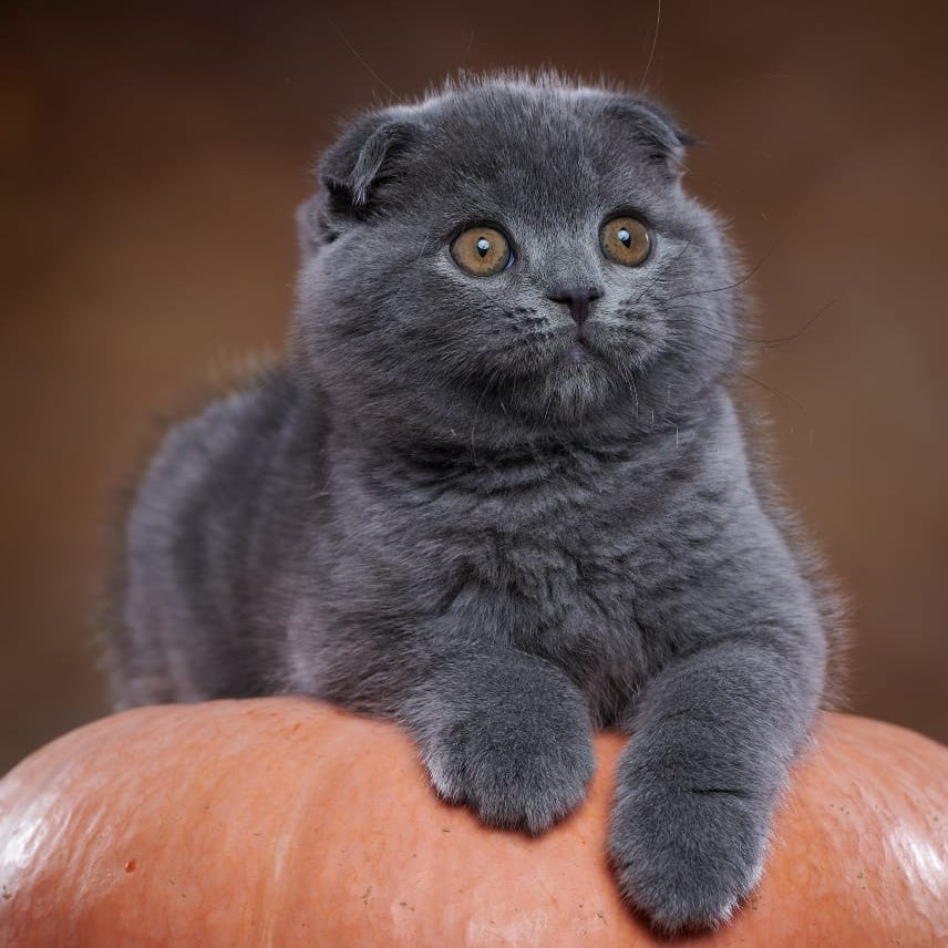 Yosef Scottish Fold male, blue