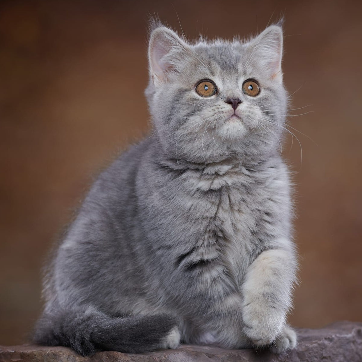 Yula Scottish Fold female, blue silver tabby
