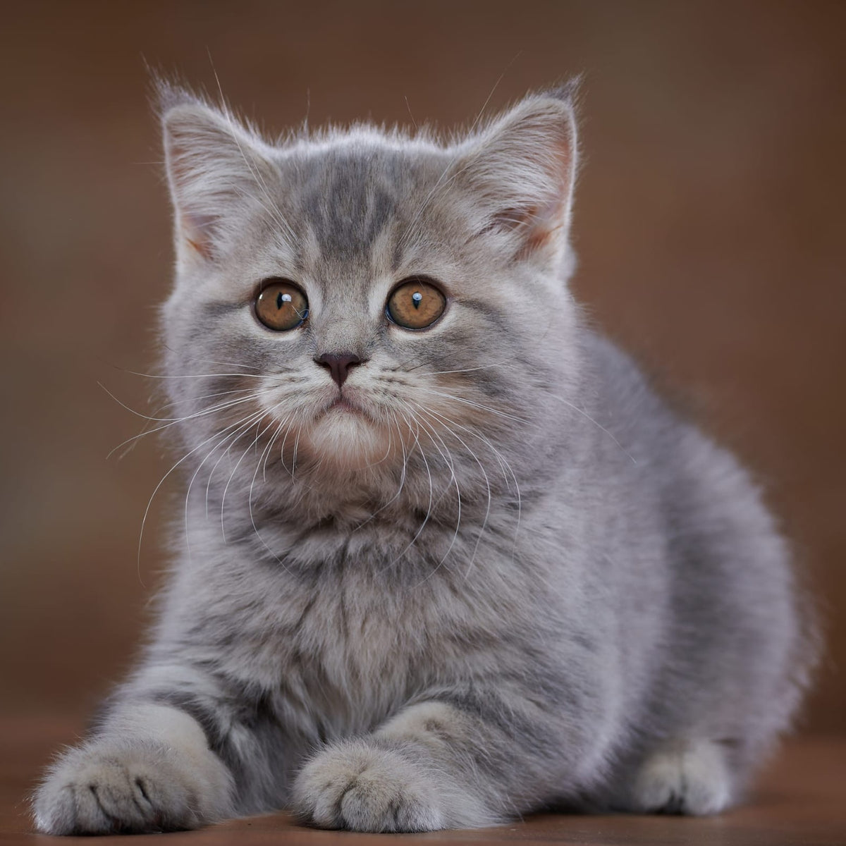 Yula Scottish Fold female, blue silver tabby